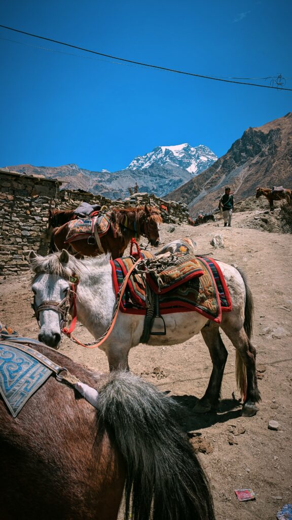 Postcards from Mustang Trip, gupteswor Mahadev in kusmi, gupteswor Mahadev in kusma, pokhara, travel ideas, trip to mustang from pokhara, inside thecae of gupteswor Mahadev in kusma, Gandaki golden bridge, rupee falls, mustang, road trip to mustang, Kali Gandaki, shaligram, Kali Gandaki river, Nilgiri, dhaulagiri, muktinatth temple walk, muktinath walk, muktinath