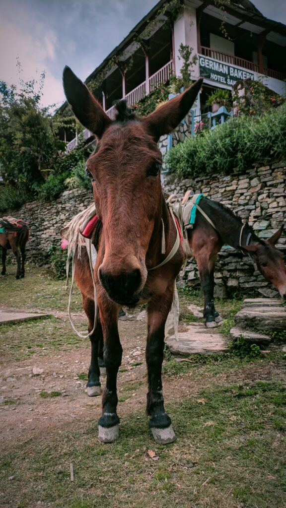 Postcards from My Ghandruk Trip: A Serene Spring Escape in the Himalayas, Saru's Postcards, Sarus Postcards , Ghandruk travel blog, Ghandruk trip in spring, Annapurna village trek, Himalayan village Nepal, Ghandruk sunrise view, Spring in Ghandruk, Nepal trekking April, Macchapucchre, Mountain View Nepal