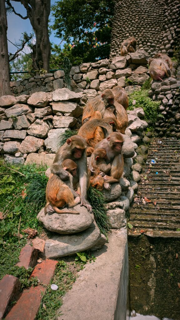 Top Things to Do Around Swayambhunath (Monkey Temple), Kathmandu, monkey temple, Kathmandu travel guide, travel around Kathmandu , saru's postcards , travel tips nepal