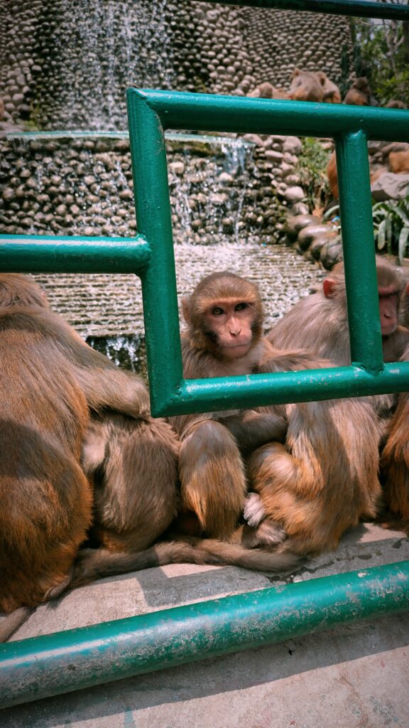 Top Things to Do Around Swayambhunath (Monkey Temple), Kathmandu, monkey temple, Kathmandu travel guide, travel around Kathmandu , saru's postcards , travel tips nepal