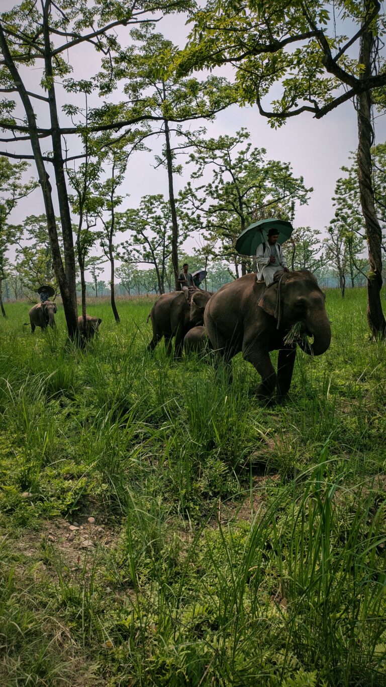 Chitwan national park, chitwan nepal, elephants in chitwan national park