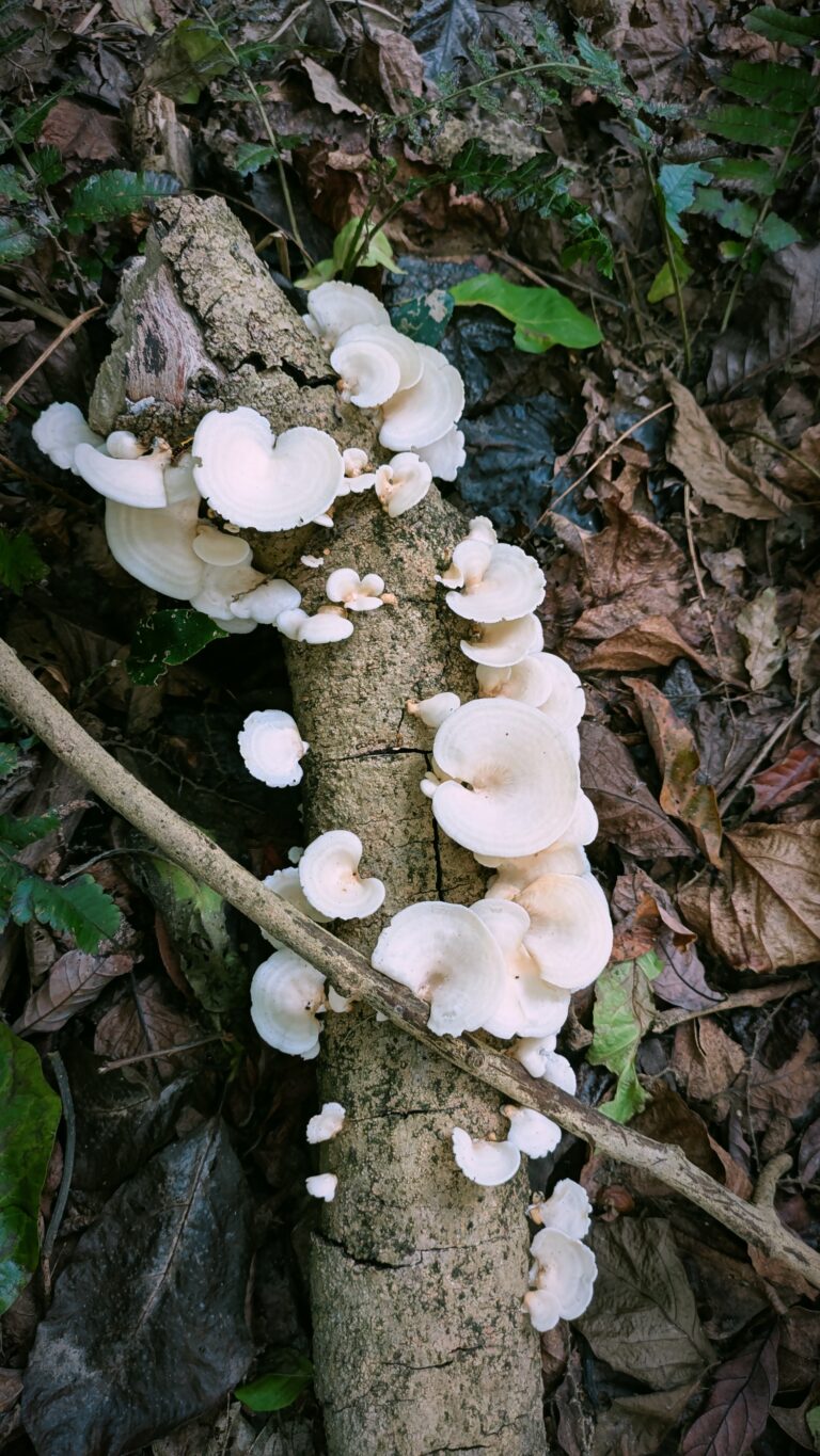 Postcards from My Chitwan Trip: 2 Days of Jungle Walks, Elephants, and Rainy Safaris, chitwan national park, chitwan nepal, nepal travel diary, nepal travel idea, nepal travel , saru's postcards , travel blog, nepal travel experience, jungle safari, jungle safari nepal, jungle safari chitwan, rhino, elephant