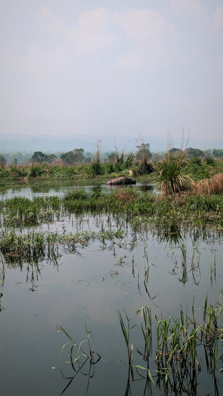 Postcards from My Chitwan Trip: 2 Days of Jungle Walks, Elephants, and Rainy Safaris, chitwan national park, chitwan nepal, nepal travel diary, nepal travel idea, nepal travel , saru's postcards , travel blog, nepal travel experience, jungle safari, jungle safari nepal, jungle safari chitwan, rhino, elephant