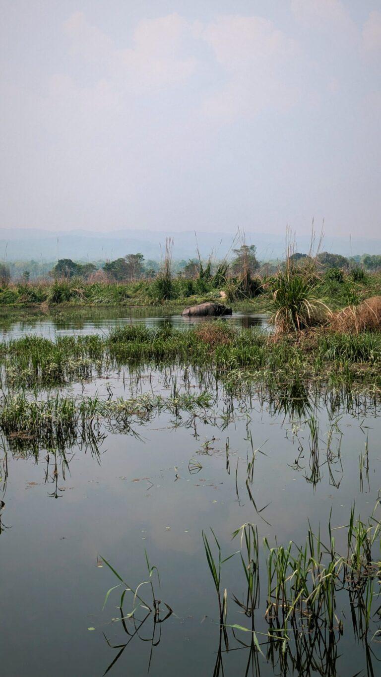 Postcards from My Chitwan Trip: 2 Days of Jungle Walks, Elephants, and Rainy Safaris, chitwan national park, chitwan nepal, nepal travel diary, nepal travel idea, nepal travel , saru's postcards , travel blog, nepal travel experience, jungle safari, jungle safari nepal, jungle safari chitwan, rhino, elephant