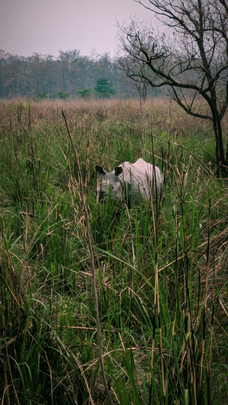 Postcards from My Chitwan Trip: 2 Days of Jungle Walks, Elephants, and Rainy Safaris, chitwan national park, chitwan nepal, nepal travel diary, nepal travel idea, nepal travel , saru's postcards , travel blog, nepal travel experience, jungle safari, jungle safari nepal, jungle safari chitwan, rhino, elephant