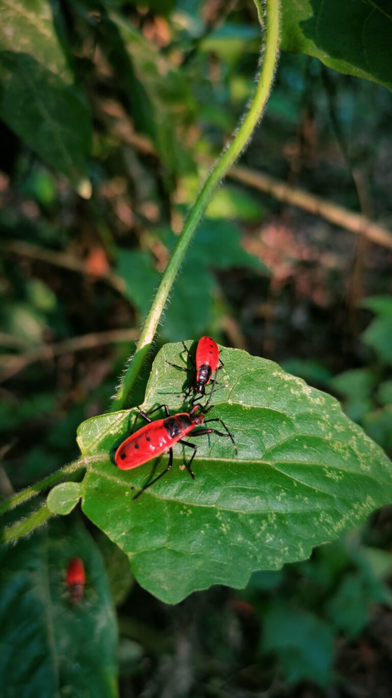 Postcards from My Chitwan Trip: 2 Days of Jungle Walks, Elephants, and Rainy Safaris, chitwan national park, chitwan nepal, nepal travel diary, nepal travel idea, nepal travel , saru's postcards , travel blog, nepal travel experience, jungle safari, jungle safari nepal, jungle safari chitwan, rhino, elephant