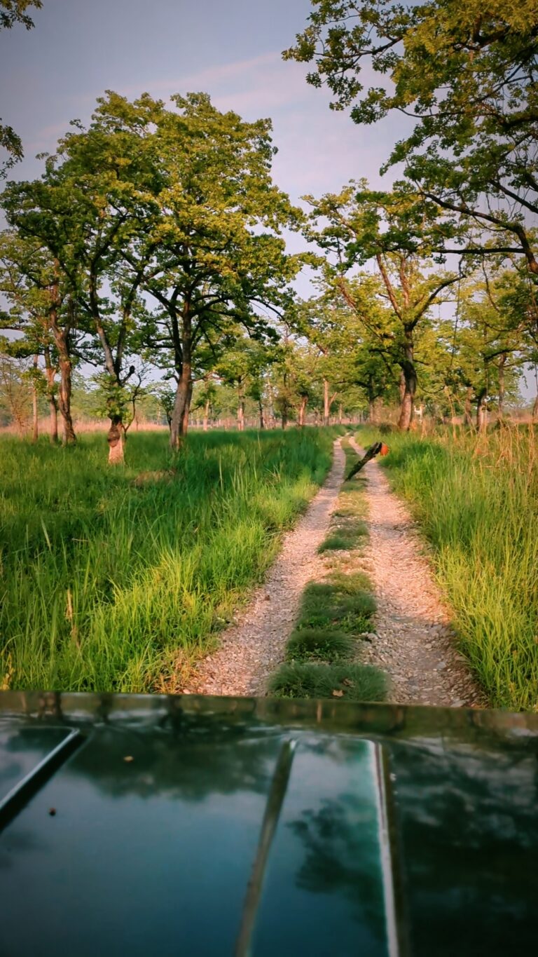 Postcards from My Chitwan Trip: 2 Days of Jungle Walks, Elephants, and Rainy Safaris, chitwan national park, chitwan nepal, nepal travel diary, nepal travel idea, nepal travel , saru's postcards , travel blog, nepal travel experience, jungle safari, jungle safari nepal, jungle safari chitwan, rhino, elephant
