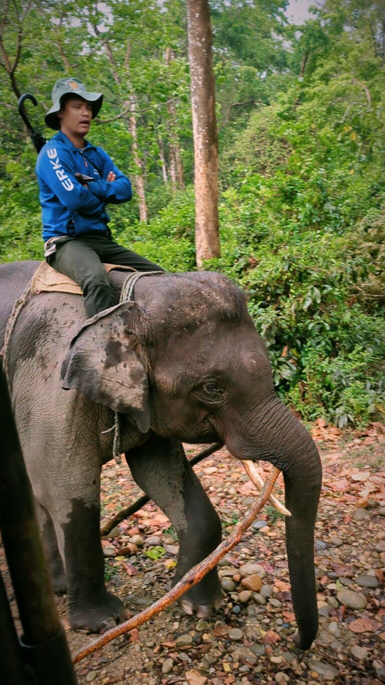 Postcards from My Chitwan Trip: 2 Days of Jungle Walks, Elephants, and Rainy Safaris, chitwan national park, chitwan nepal, nepal travel diary, nepal travel idea, nepal travel , saru's postcards , travel blog, nepal travel experience, jungle safari, jungle safari nepal, jungle safari chitwan, rhino, elephant
