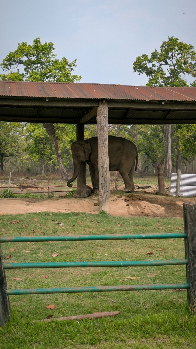 Postcards from My Chitwan Trip: 2 Days of Jungle Walks, Elephants, and Rainy Safaris, chitwan national park, chitwan nepal, nepal travel diary, nepal travel idea, nepal travel , saru's postcards , travel blog, nepal travel experience, jungle safari, jungle safari nepal, jungle safari chitwan, rhino, elephant