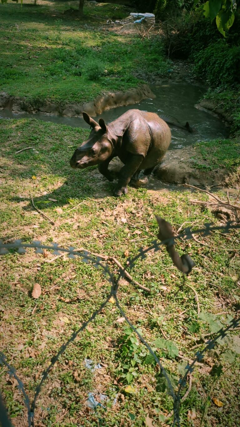 Postcards from My Chitwan Trip: 2 Days of Jungle Walks, Elephants, and Rainy Safaris, chitwan national park, chitwan nepal, nepal travel diary, nepal travel idea, nepal travel , saru's postcards , travel blog, nepal travel experience, jungle safari, jungle safari nepal, jungle safari chitwan, rhino, elephant