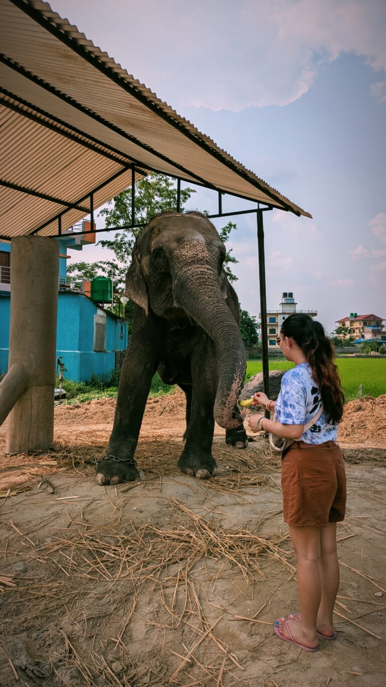 Postcards from My Chitwan Trip: 2 Days of Jungle Walks, Elephants, and Rainy Safaris, chitwan national park, chitwan nepal, nepal travel diary, nepal travel idea, nepal travel , saru's postcards , travel blog, nepal travel experience, jungle safari, jungle safari nepal, jungle safari chitwan, rhino, elephant