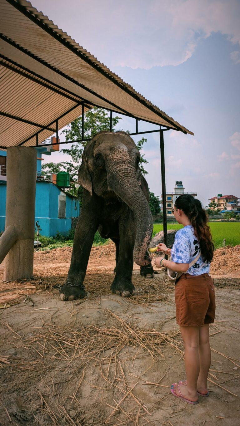 Postcards from My Chitwan Trip: 2 Days of Jungle Walks, Elephants, and Rainy Safaris, chitwan national park, chitwan nepal, nepal travel diary, nepal travel idea, nepal travel , saru's postcards , travel blog, nepal travel experience, jungle safari, jungle safari nepal, jungle safari chitwan, rhino, elephant