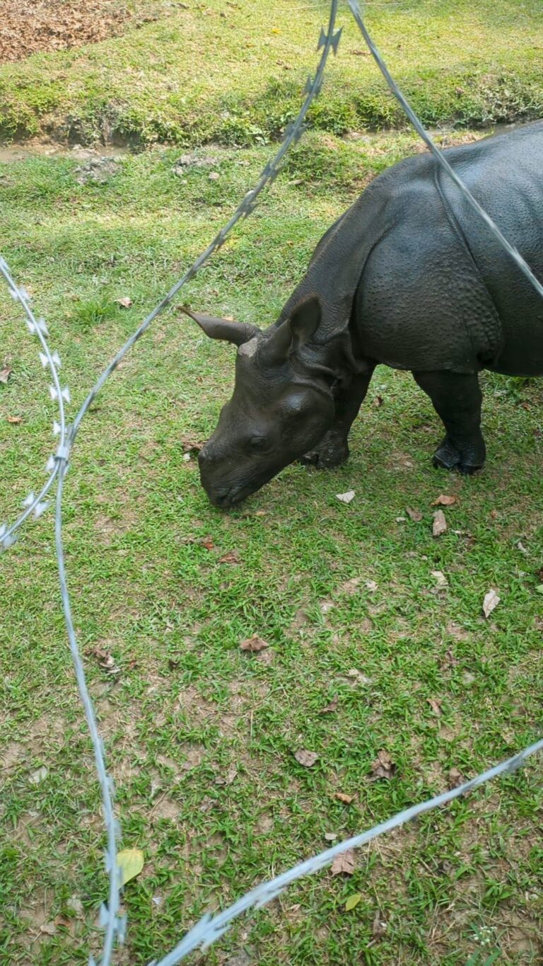 Postcards from My Chitwan Trip: 2 Days of Jungle Walks, Elephants, and Rainy Safaris, chitwan national park, chitwan nepal, nepal travel diary, nepal travel idea, nepal travel , saru's postcards , travel blog, nepal travel experience, jungle safari, jungle safari nepal, jungle safari chitwan, rhino, elephant