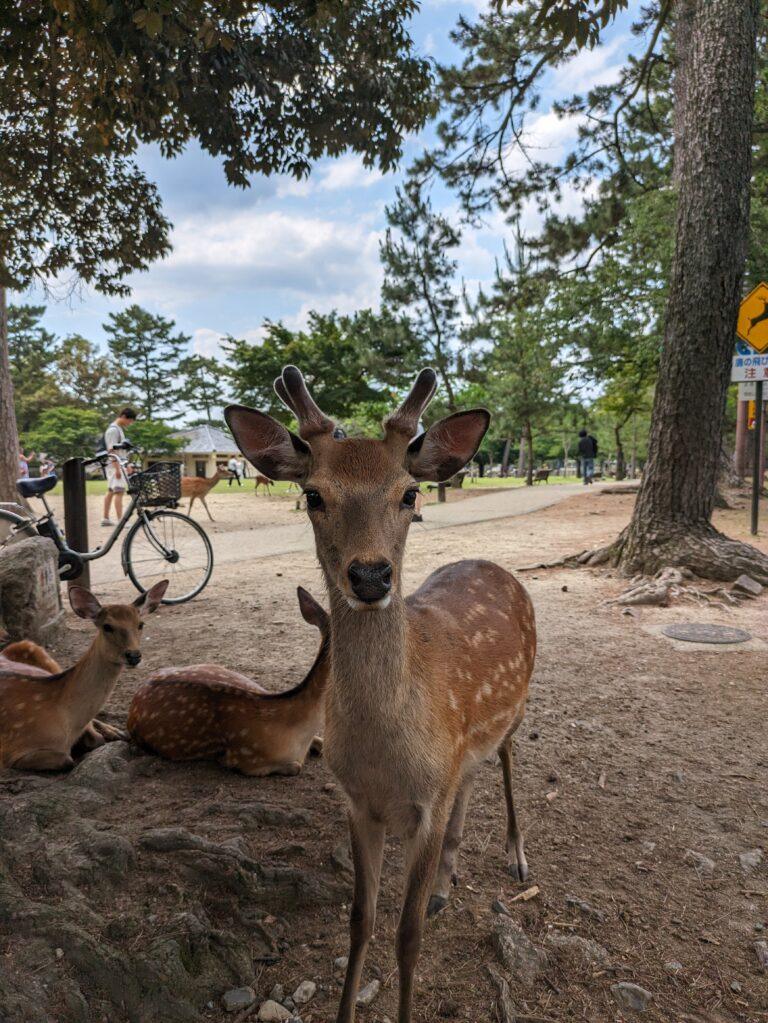 A Day Trip to Nara from Kyoto: Peace, Temples, and Friendly Deer, Japan travel tips, deers at Nara park, Nara park Japan, saru's postcards, saru's postcards, travel tips, Japan travel tips, Japan, trip to Japan, what to do in Japan