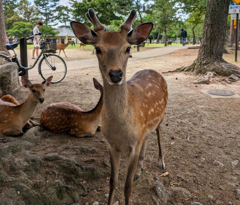 A Day Trip to Nara from Kyoto: Peace, Temples, and Friendly Deer, Japan travel tips, deers at Nara park, Nara park Japan, saru's postcards, saru's postcards, travel tips, Japan travel tips, Japan, trip to Japan, what to do in Japan